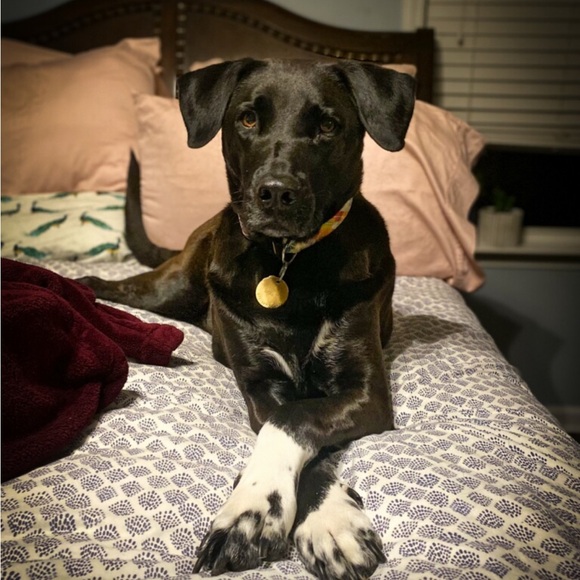 Meet your Posher, Sam - Picture 8 of 13